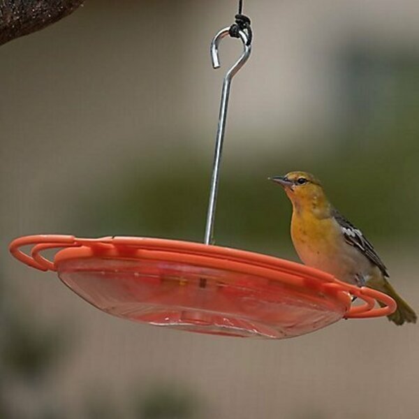 ORIOLE TRAY FEEDER 16 OZ, Opus, Mfr#: 467-4